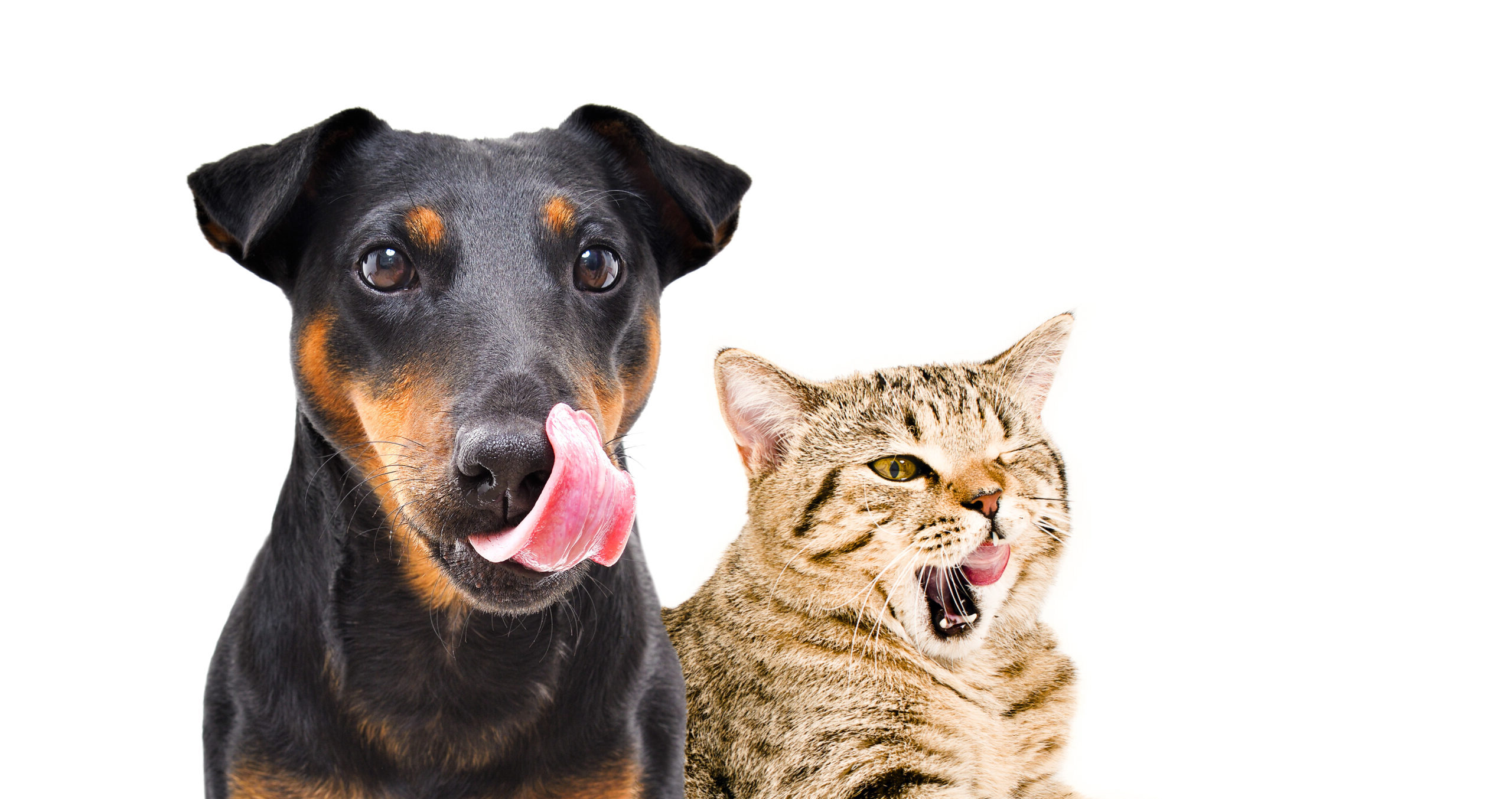CBD Pet Products - CBD Dog Treats (THC-Free) - Full Spectrum CBD Oil for Pets – Peanut Butter - True Altitude Online Dispensary for Hemp Products