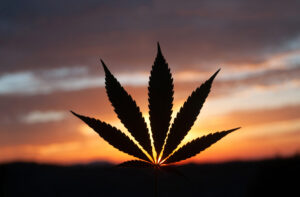 Cannabis-Inspired Activities - True Altitude's Online Dispensary - Hemp Products - THC Gummies - CBD